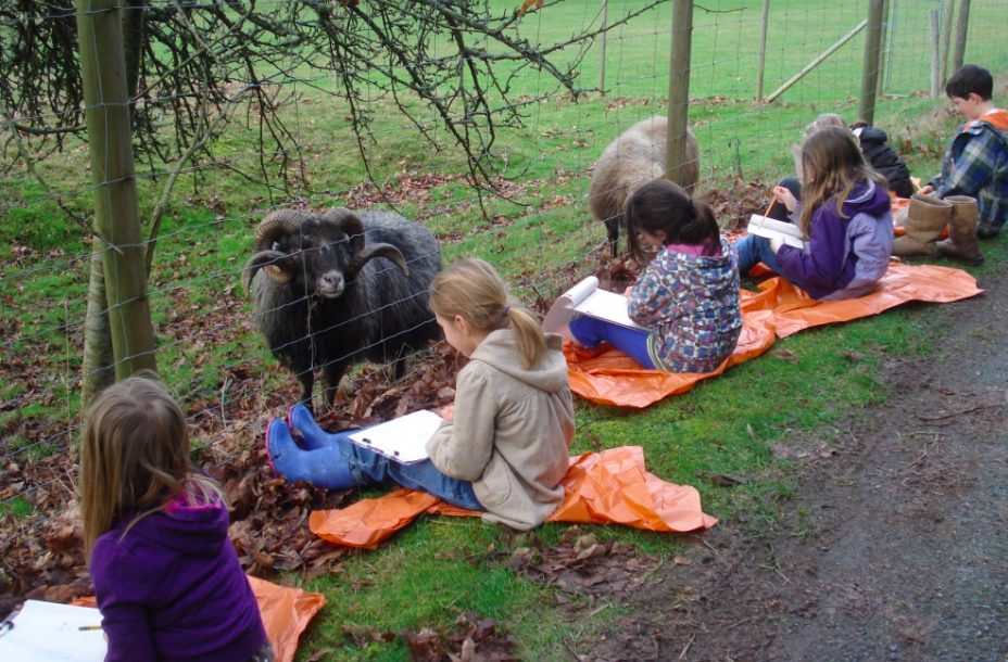 Sketching Sheep on a Wet Day